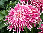 GERBERA JAMESONII GIANT SPINNER PINK WHITE