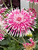 GERBERA JAMESONII GIANT SPINNER PINK WHITE