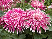 GERBERA JAMESONII GIANT SPINNER PINK WHITE