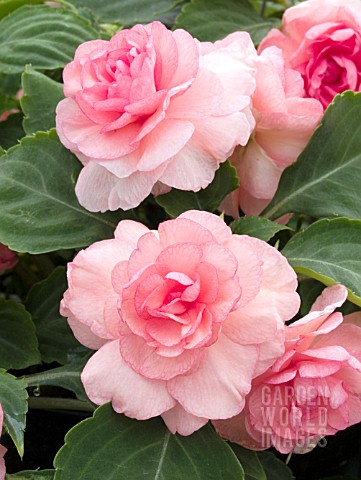 IMPATIENS_WALLERIANA_DOUBLE_UP_PEACH_FROST