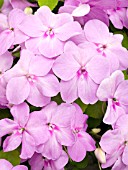 IMPATIENS WALLERIANA TEMPO BLUE SATIN