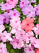 IMPATIENS WALLERIANA TEMPO PASTEL MIX