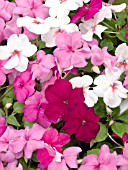 IMPATIENS WALLERIANA TEMPO ROUGE MIX