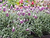 LAVANDULA STOECHAS BARCELONA BRIDAL PINK