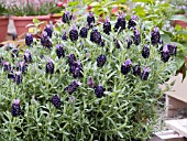 LAVANDULA STOECHAS BARCELONA PURPLE