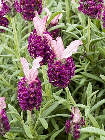 LAVANDULA_STOECHAS_BARCELONA_ROSE