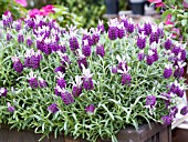 LAVANDULA STOECHAS BARCELONA ROSE