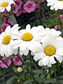 LEUCANTHEMUM SUPERBUM DARLING DAISY