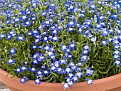 LOBELIA ERINUS PALACE BLUE WITH EYE