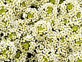 LOBULARIA MARITIMA WONDERLAND CITRON