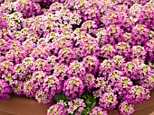 LOBULARIA MARITIMA WONDERLAND COPPER