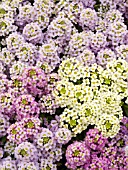 LOBULARIA MARITIMA WONDERLAND COTTON CANDY MIX