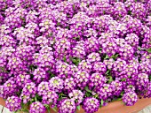 LOBULARIA MARITIMA WONDERLAND DEEP PURPLE