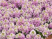 LOBULARIA MARITIMA WONDERLAND DEEP ROSE