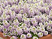 LOBULARIA MARITIMA WONDERLAND LAVENDER