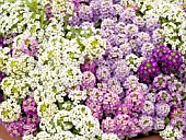 LOBULARIA MARITIMA WONDERLAND MIX