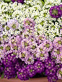 LOBULARIA MARITIMA WONDERLAND MULBERRY MIX