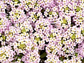 LOBULARIA MARITIMA WONDERLAND PASTEL PINK