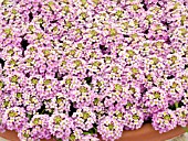 LOBULARIA MARITIMA WONDERLAND PINK