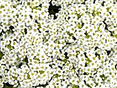 LOBULARIA MARITIMA WONDERLAND WHITE