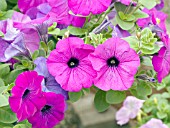PETUNIA AVALANCHE GRAPE