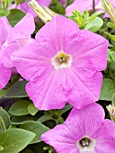 PETUNIA AVALANCHE LAVANDER