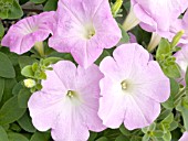 PETUNIA AVALANCHE LILAC