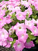 PETUNIA AVALANCHE PINK
