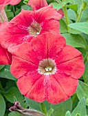 PETUNIA AVALANCHE RED