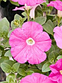 PETUNIA AVALANCHE ROSE