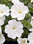 PETUNIA AVALANCHE WHITE