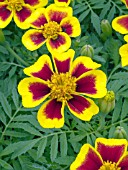 TAGETES PATULA DISCO FLAME