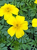 TAGETES PATULA DISCO GOLDEN YELLOW