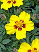 TAGETES PATULA DISCO MARIETTA