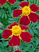 TAGETES PATULA DISCO RED