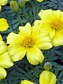 TAGETES PATULA DISCO YELLOW