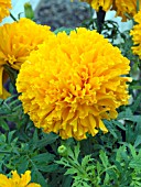 TAGETES ERECTA DOUBLE EAGLE