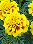 TAGETES PATULA HERO BEE