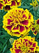 TAGETES PATULA HERO FLAME