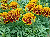 TAGETES PATULA HERO FLAME