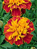 TAGETES PATULA HERO HARMONY