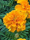 TAGETES PATULA HERO ORANGE