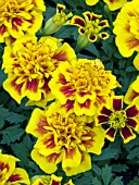 TAGETES PATULA LITTLE HERO FIRE