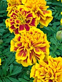 TAGETES PATULA LITTLE HERO FLAME