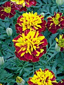 TAGETES PATULA LITTLE HERO HARMONY