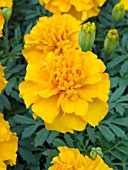 TAGETES PATULA LITTLE HERO ORANGE