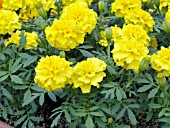 TAGETES PATULA LITTLE HERO YELLOW