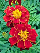 TAGETES PATULA SAFARI RED