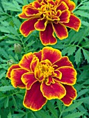 TAGETES PATULA SAFARI SCARLET