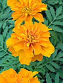 TAGETES PATULA SAFARI TANGERINE